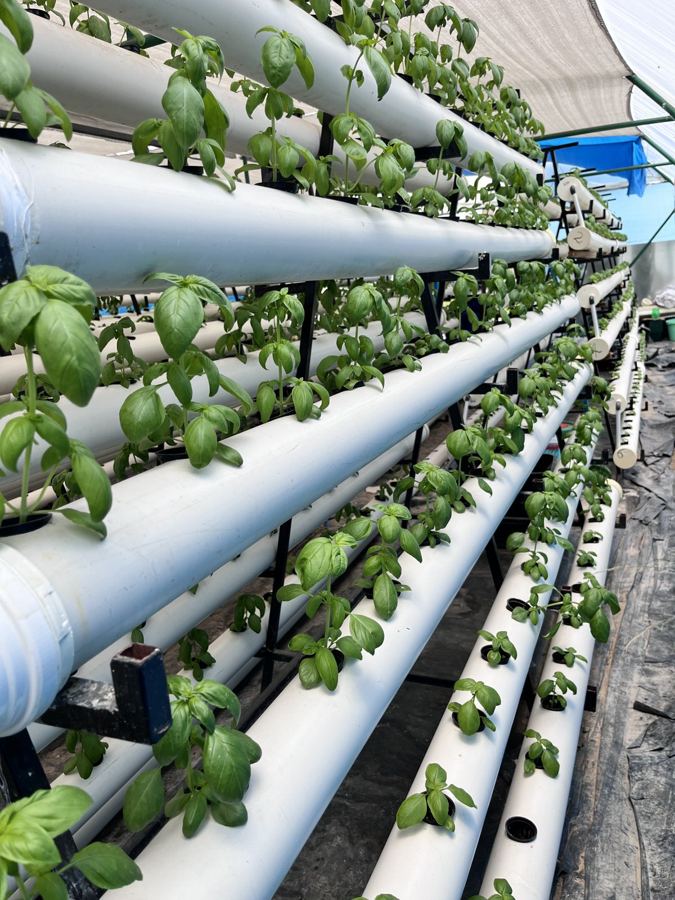 Technician transplanting seedlings into an indoor system