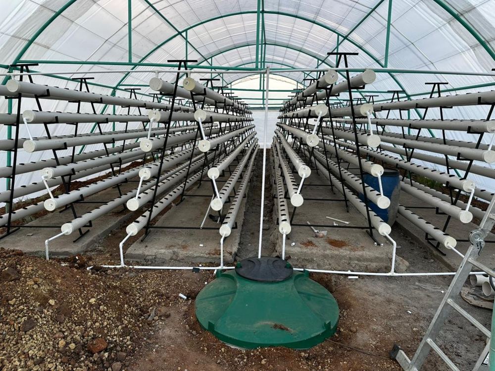 A-frame hydroponic racks inside a Lema greenhouse